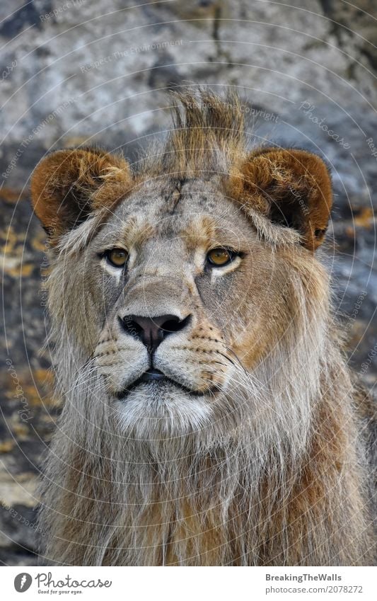 Schließen Sie herauf Porträt des jungen netten Löwes, der Kamera betrachtet Natur Tier Wildtier Tiergesicht Zoo 1 Blick schön niedlich wild Kraft Macht