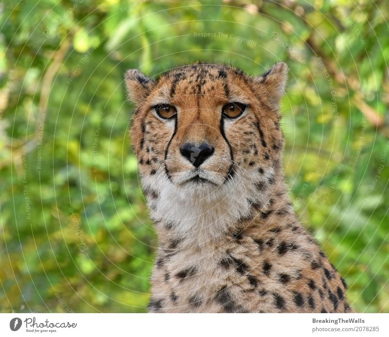 Schließen Sie herauf das Porträt des Gepards Kamera über Grün betrachtend Sommer Natur Tier Wildtier Tiergesicht Zoo 1 Blick niedlich wild grün Aussicht