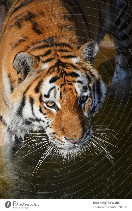 Schließen Sie herauf Porträt des jungen sibirischen Tigers im Wasser Natur Tier Wärme Wildtier Katze Tiergesicht Zoo 1 laufen Blick wild Leopard Schnauze