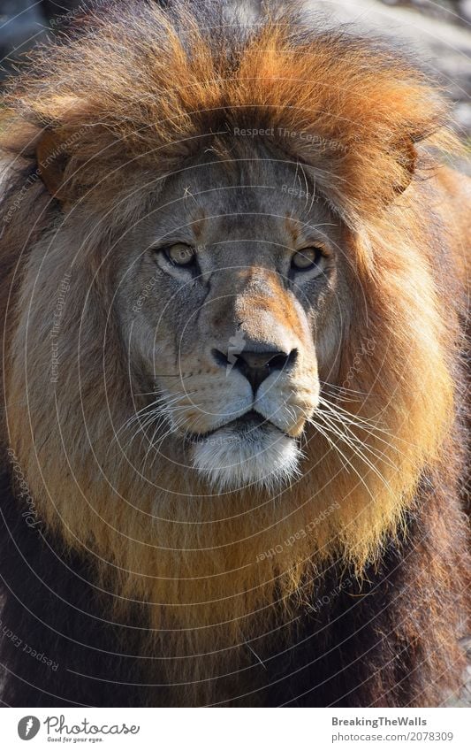 Schließen Sie herauf Porträt des netten Löwes mit der schönen Mähne Natur Tier Wildtier Katze Tiergesicht Zoo 1 Blick niedlich wild Macht Mut reif Schnauze