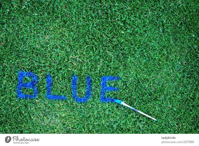 blue or green? Natur Gras Grünpflanze Zeichen Schriftzeichen blau grün Design Kreativität Kunst Pinsel Pinselstiel malen zeichnen Pinselstrich Farbfoto