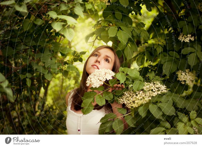 Gartenträumerei Mensch feminin Junge Frau Jugendliche Erwachsene 1 18-30 Jahre Natur Frühling Sommer Pflanze Sträucher Blüte Holunderblüte Holunderbusch träumen