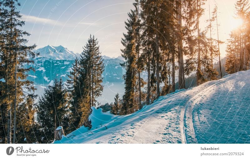 Winterlandschaft mit Blick auf die Alpen im Abendlicht Umwelt Natur Landschaft Pflanze Himmel Sonnenaufgang Sonnenuntergang Sonnenlicht Schönes Wetter Eis Frost