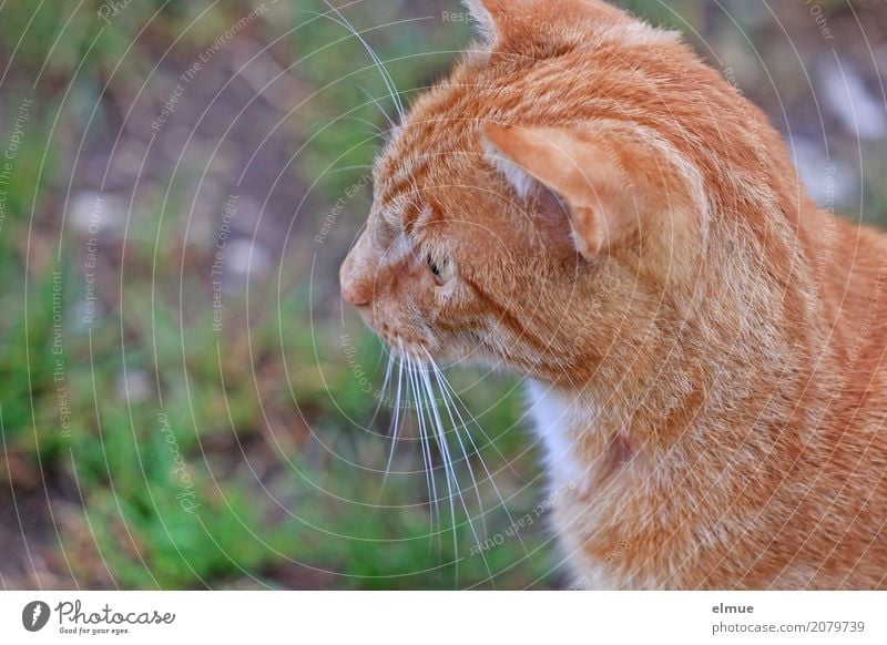 Angespannt Haustier Katze Ein Lizenzfreies Stock Foto Von Photocase