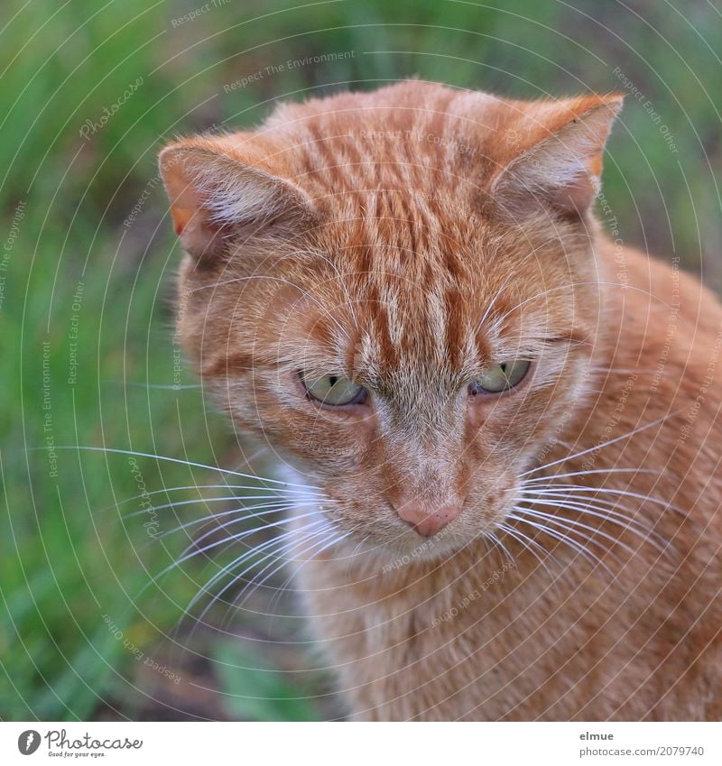 anpeilen Haustier Katze Fell Fellfarbe Hauskatze Schnurrhaar Auge Ohr beobachten entdecken Blick authentisch kuschlig nah Neugier niedlich rot selbstbewußt