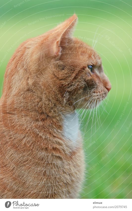 eingenordet Katze Freigänger Freiläufer Dorfmietze Dorfkater Dorfbewohner Dorfidylle beobachten sitzen ästhetisch Coolness schön Neugier rot Lebensfreude