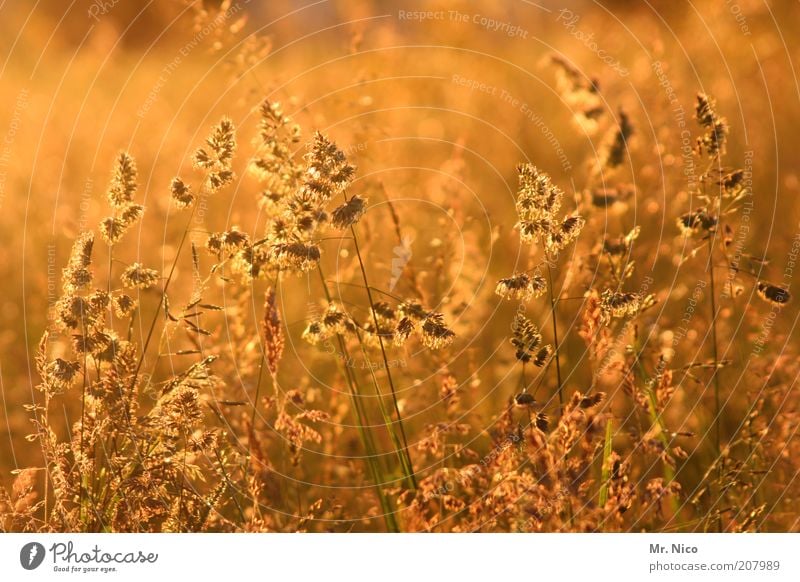 gold Umwelt Natur Landschaft Sonnenaufgang Sonnenuntergang Sonnenlicht Sommer Schönes Wetter Pflanze Gras Sträucher Feld gelb Idylle sommerlich Sommertag