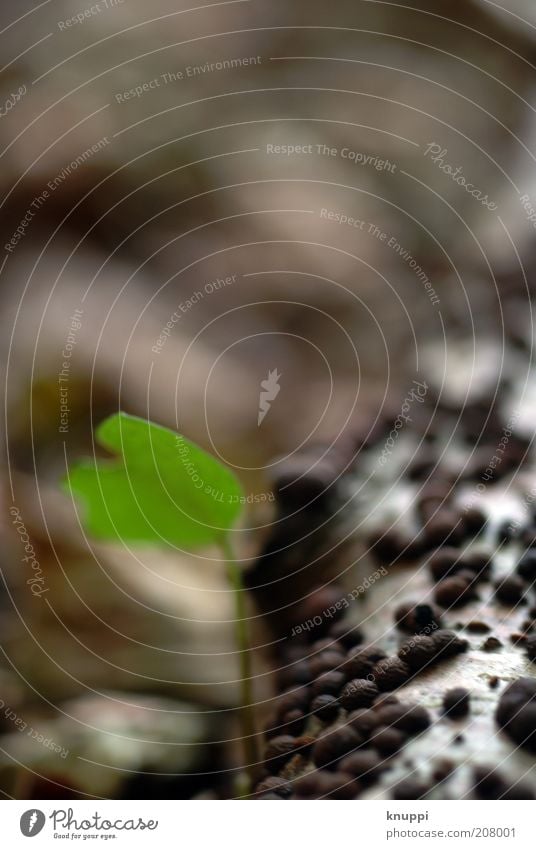 Ast Sommer Umwelt Natur Pflanze Erde Frühling Wildpflanze Blatt Blattgrün Holz Wachstum alt außergewöhnlich braun schwarz weiß gefleckt Punkt Naturphänomene