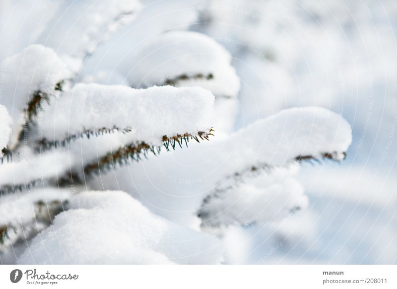 Schneeweißchen Natur Winter Eis Frost Baum Nadelbaum Tanne Tannenzweig Tannennadel Fichte hell kalt Farbfoto Außenaufnahme Menschenleer Schwache Tiefenschärfe