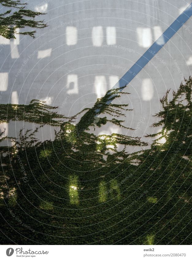 Es geht wieder aufwärts Grünpflanze Efeu Kletterpflanzen Ranke Bautzen Lausitz Deutschland Kleinstadt bevölkert Gebäude Plattenbau Mauer Wand Fassade Fenster