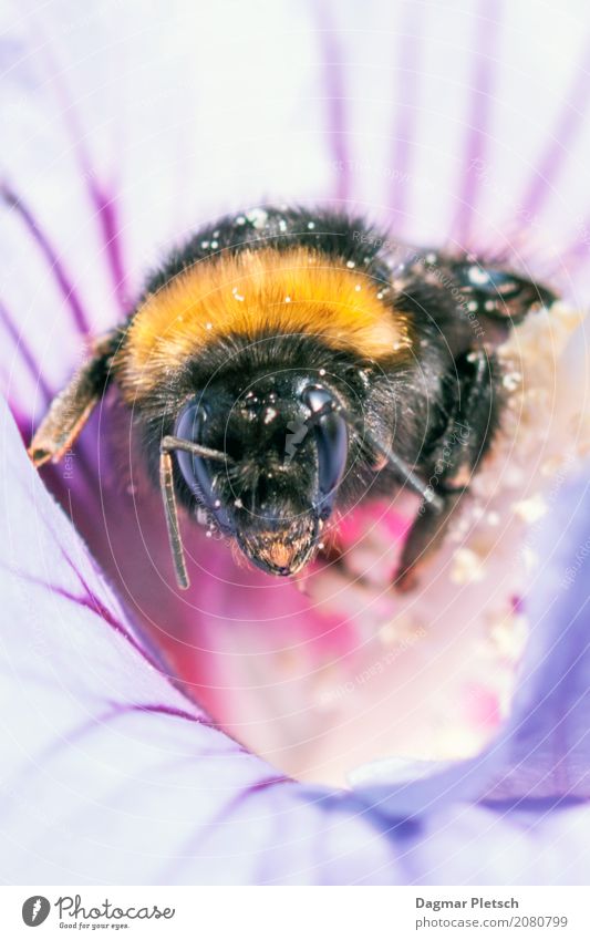 Biene bei der Arbeit Tier Nutztier Wildtier Fliege Schmetterling Käfer Tiergesicht Flügel 1 Blumenstrauß Fährte Linie rennen gebrauchen berühren Bewegung