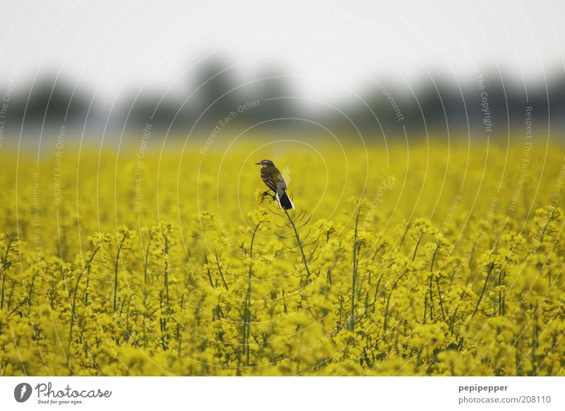 vogelwacht Natur Landschaft Pflanze Sommer Blüte Nutzpflanze Feld Tier Wildtier Vogel 1 gelb Überblick Gedeckte Farben Außenaufnahme Morgendämmerung Unschärfe