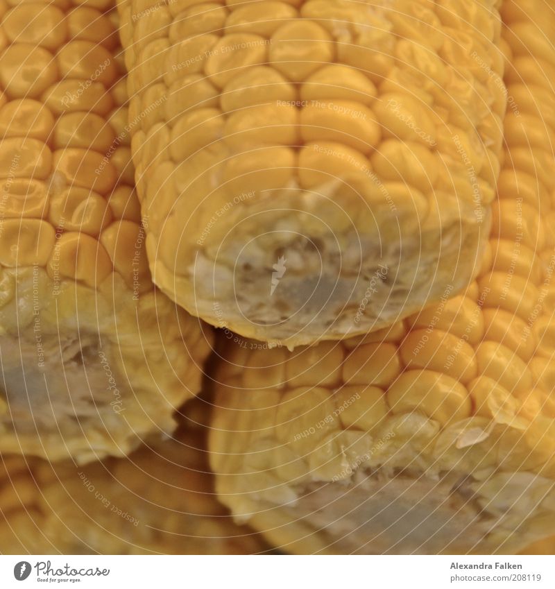 Mais Maiskolben gelb Ernährung Lebensmittel Farbfoto Nahaufnahme Detailaufnahme Menschenleer Makroaufnahme glänzend Bioprodukte Gemüse Gesunde Ernährung