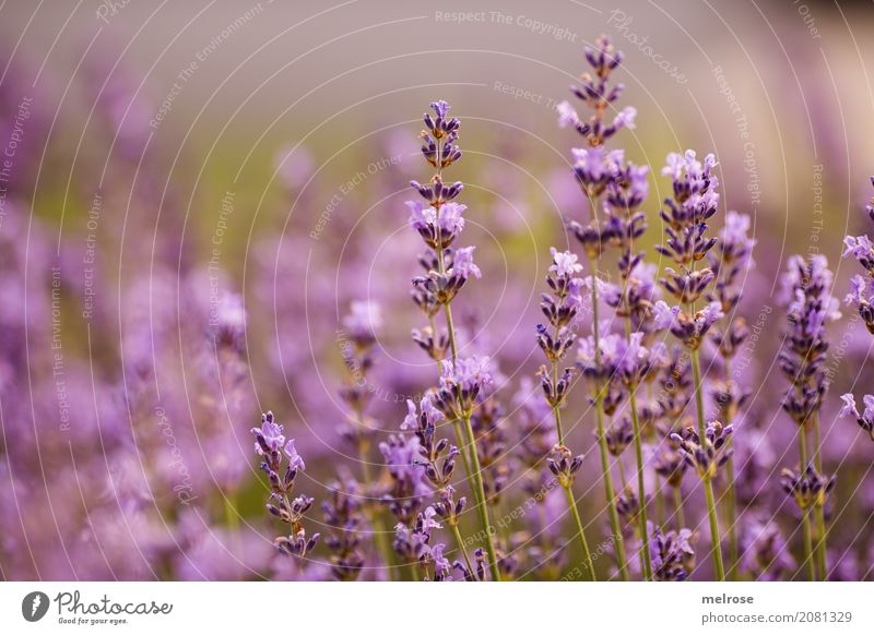 Lavendulus Lavendel Kräuter & Gewürze elegant Stil Natur Pflanze Sommer Schönes Wetter Blume Sträucher Blüte Wildpflanze Blütenpflanze Blütenstiel Garten Duft