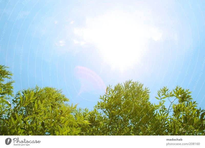 summertime Umwelt Natur Landschaft Pflanze Himmel Wolkenloser Himmel Sonne Frühling Sommer Klima Schönes Wetter Baum Sträucher Energie Freizeit & Hobby