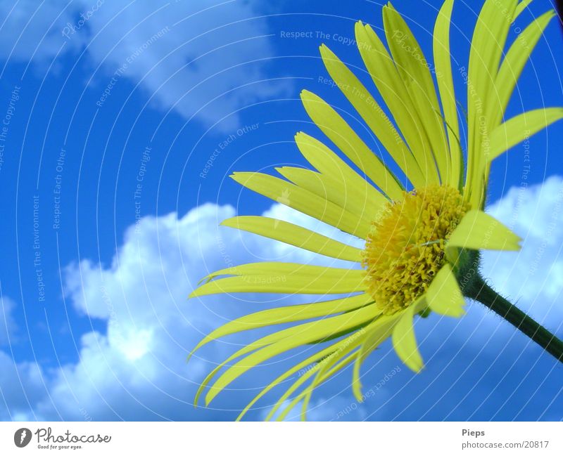 Im Wonnemonat... Farbfoto Außenaufnahme Tag Pflanze Himmel Wolken Frühling Schönes Wetter Blume Blüte Garten blau gelb Frühlingsgefühle Vergänglichkeit Gemswurz
