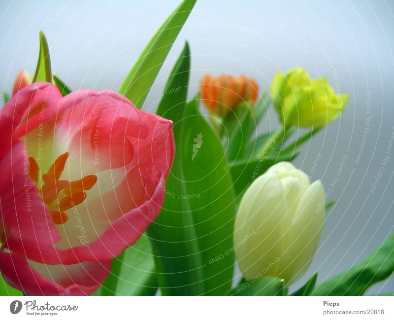 Wiederholt Blumig Farbfoto Innenaufnahme Tag Garten Pflanze Frühling Blume Tulpe Blüte Blumenstrauß springen April zart flowers mehrfarbig