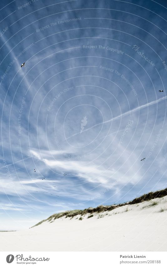 Lass uns leben! Umwelt Natur Landschaft Pflanze Tier Urelemente Sand Luft Himmel Wolken Sommer Küste Strand Nordsee Meer Insel Vogel Streifen Düne