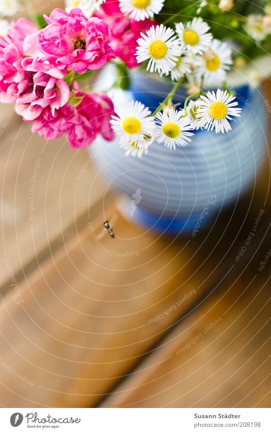 Gartenblumen für Ces Fliege Blühend Insekt bestäuben Schwebfliege Kamillenblüten Rose rosa Vase blau gestreift Holztisch Dekoration & Verzierung Pflanze Tisch