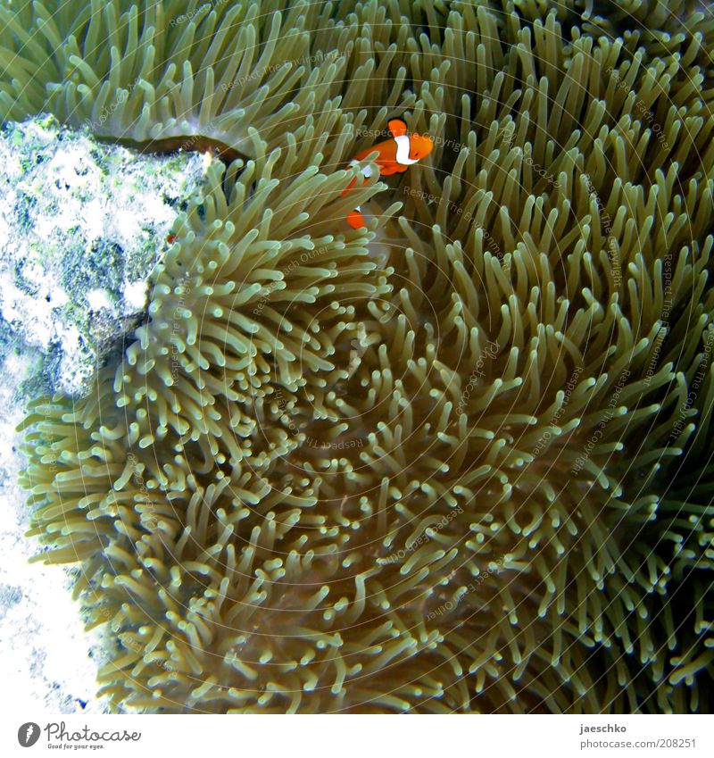 Nemo allein Zuhaus Natur Tier Korallenriff Meer Fisch 1 Sicherheit Schutz Findet Nemo Anemonenfische Clownfisch orange Zierfische Seeanemonen verstecken