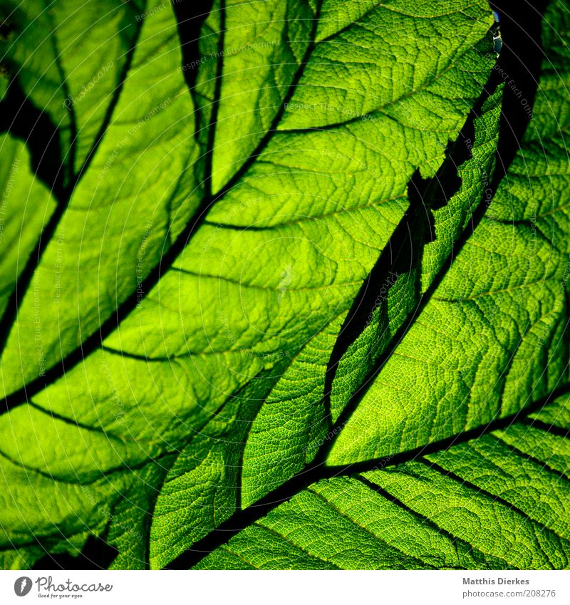 Mammutbaumblatt Umwelt Natur Pflanze Sommer Blatt Grünpflanze exotisch ästhetisch außergewöhnlich gigantisch natürlich saftig grün groß Wachstum Umweltschutz