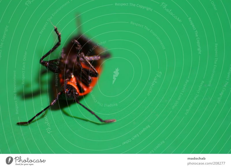 Sonntagmittagsschläfchen Natur Tier Käfer Insekt liegen alt Tod Farbfoto mehrfarbig Außenaufnahme Nahaufnahme Detailaufnahme Makroaufnahme Menschenleer