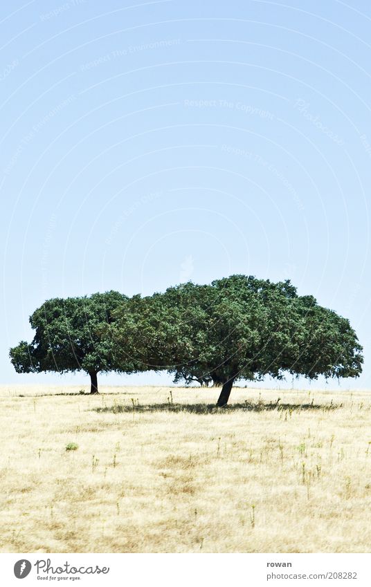 zwei Natur Landschaft Sommer Schönes Wetter Dürre Baum dehydrieren Wachstum trocken ruhig Wärme 2 heiß Farbfoto Außenaufnahme Menschenleer Textfreiraum oben
