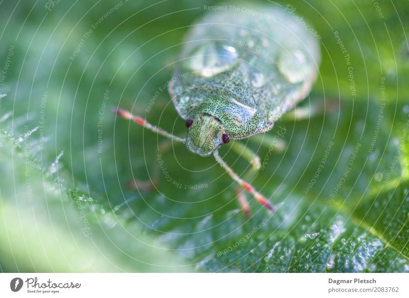 Grüner Käfer nach dem Regen Wildtier Tiergesicht 1 Wasser beobachten glänzend lustig natürlich mehrfarbig grün türkis Zufriedenheit Baumwanze Farbfoto