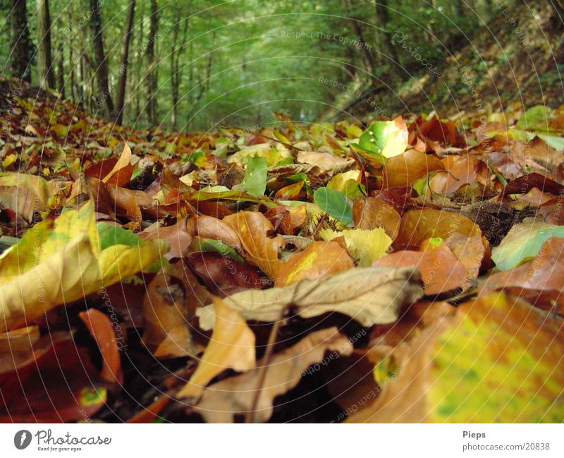 Es raschelt wieder... Natur Herbst Baum Blatt Wald alt trocken mehrfarbig Einsamkeit Ferien & Urlaub & Reisen Vergänglichkeit Fußweg welk Spaziergang Herbstlaub
