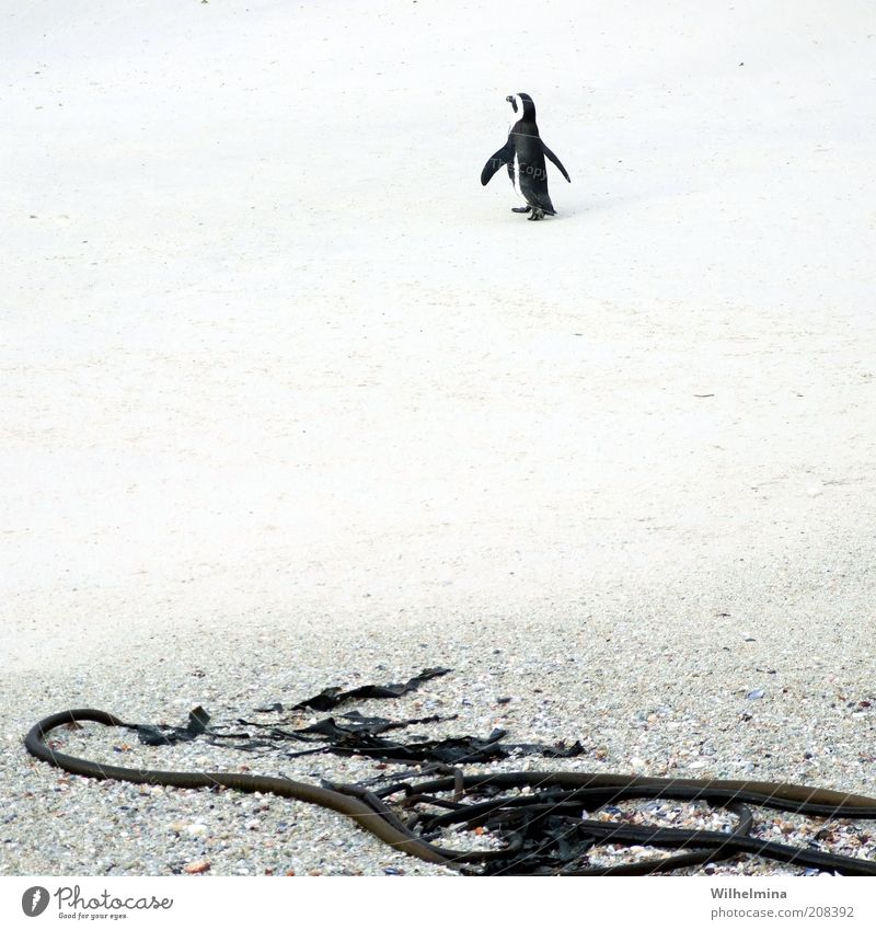 Einsamer Wanderer Sand Strand Tier Wildtier Pinguin 1 Einsamkeit Außenaufnahme Menschenleer Kontrast Sandstrand Algen Textfreiraum Mitte schwarz weiß