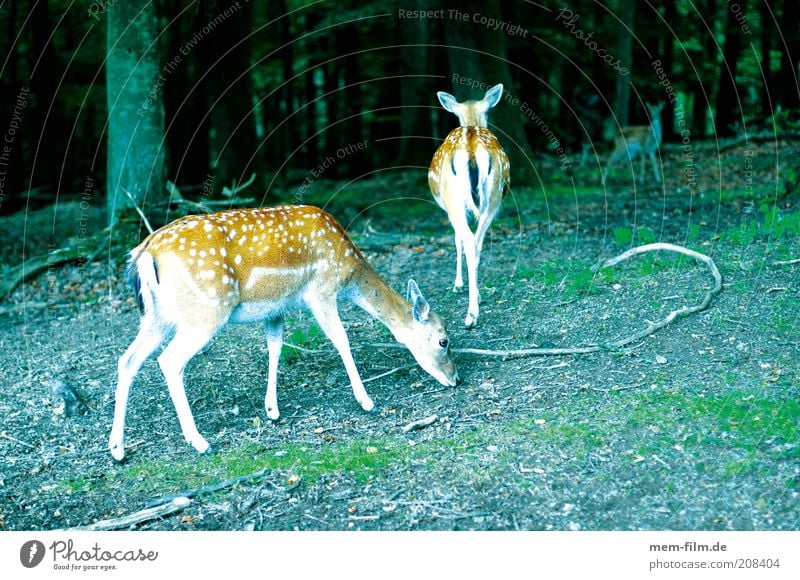 bambis freunde Bambi Reh Wildtier Wald Rehkitz Hirschkalb Punkt Damwild Hirsche Außenaufnahme Farbfoto Menschenleer Tiergruppe gepunktet Fressen 3 Tierjunges