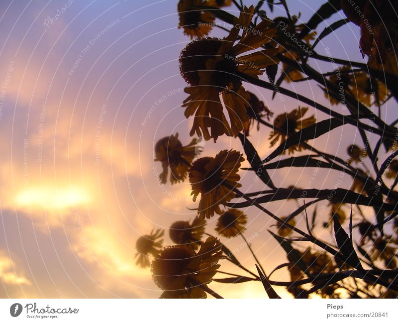 Abends im August 2 Farbfoto Außenaufnahme Textfreiraum links Dämmerung Sonnenstrahlen Sommer Natur Pflanze Wolken Blume Blüte Garten Blühend violett Stimmung