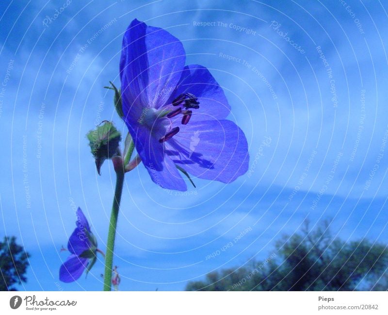 blaue Varietät 1 Farbfoto Außenaufnahme Nahaufnahme Tag Sommer Natur Pflanze Himmel Blume Blüte Wildpflanze Wiese Blühend Vergänglichkeit blaue blüte