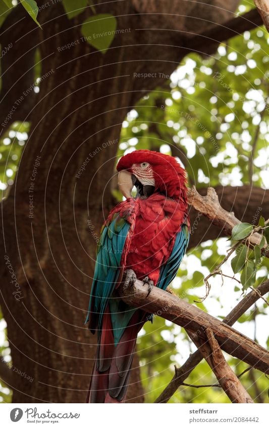 Grüner Flügel Macaw Ara chloropterus Baum Tier Wildtier Vogel Tiergesicht 1 blau grün rot Grünflügelara Roter und grüner Ara gefährdet Südamerika Papagei