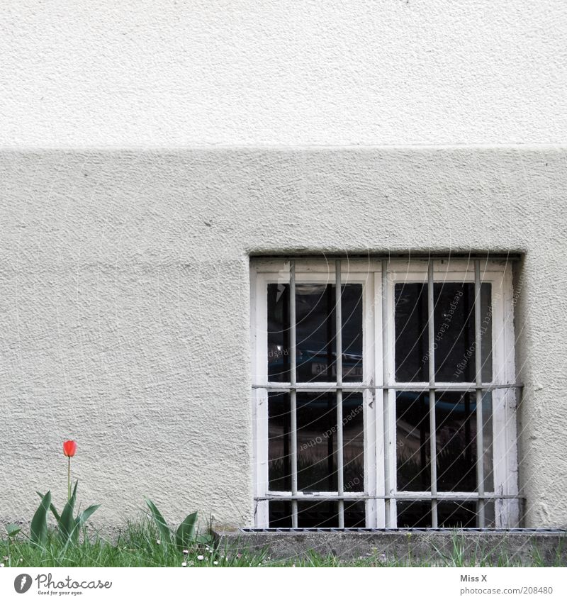 Eine Tulpe Blume Blüte Haus Mauer Wand Fenster Blühend trist Gitter Farbfoto Außenaufnahme Menschenleer Textfreiraum links Textfreiraum oben Fassade Putzfassade