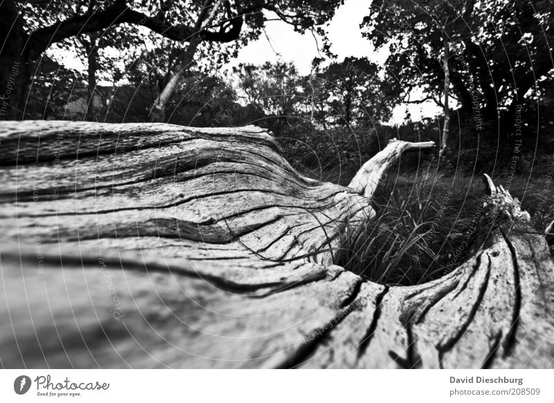 Old irish tree Natur Landschaft Pflanze Baum Garten Park Wiese Wald alt Baumrinde Riss Ast morsch hell dunkel Tod grau Holz Baumstamm Schwarzweißfoto