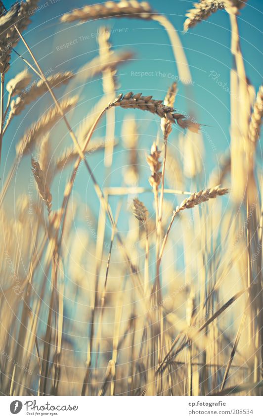 Weizen Getreide Landwirtschaft Natur Pflanze Himmel Wolkenloser Himmel Sonnenlicht Sommer Schönes Wetter Nutzpflanze Weizenfeld Weizenähre Feld Stimmung