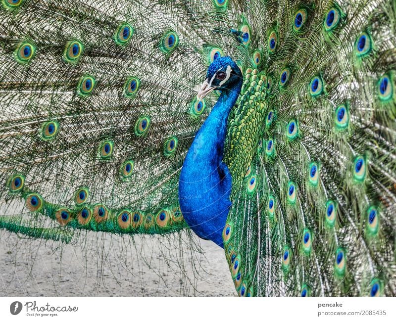 haut couture Tier Vogel 1 elegant schön Pfau Auge Pfauenfeder werben Farbfoto Außenaufnahme Nahaufnahme Muster Tierporträt