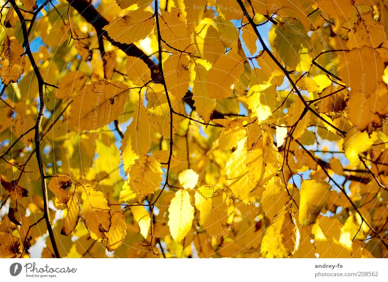 Herbstblätter Natur Blatt Ast braun gelb gold Jahreszeiten Herbstwald Herbstbeginn herbstlich Sonnenlicht Herbstlaub Herbstwetter Schönes Wetter Zweig
