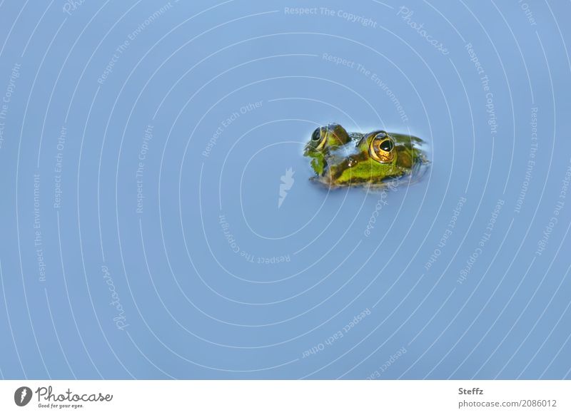 Teichaugen Frosch Rana esculenta Gartenteich Froschauge Froschteich niedlich Amphibien beobachten aufgetaucht auftauchen Froschkonzert wachsam achtsam