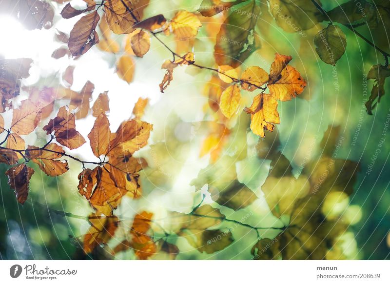 im Buchenhain Umwelt Natur Herbst Blatt Herbstlaub herbstlich Herbstfärbung Herbstwetter Buchenblatt Zweige u. Äste außergewöhnlich fantastisch schön