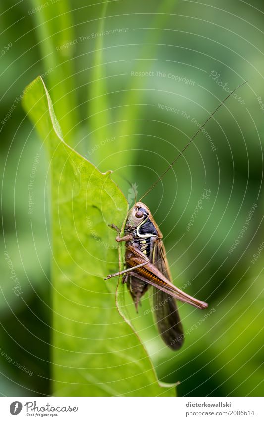Orthoptera I Umwelt Natur Landschaft Tier Wiese Feld Nutztier Wildtier krabbeln exotisch Geschwindigkeit schön stark Insekt Gras Heuschrecke Insektengift