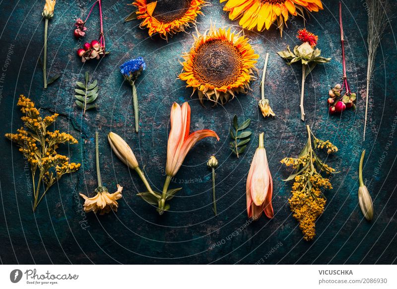 Herbst Blumen Composing auf dunklem Hintergrund Stil Design Natur Pflanze Sommer Blatt Blüte Dekoration & Verzierung Blumenstrauß gelb arrangiert Sonnenblume