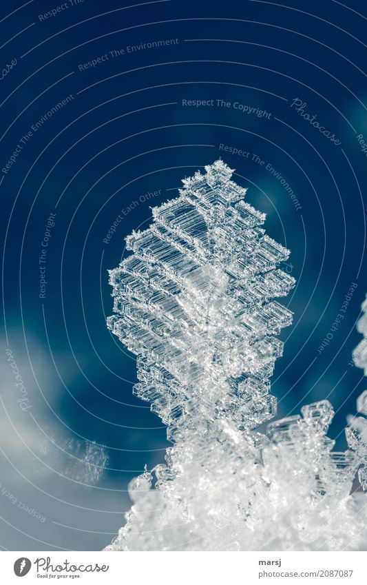 Portrait mit Chrystal Leben harmonisch ruhig Winter Eis Frost Kristallstrukturen außergewöhnlich authentisch kalt blau Eiskristall einzigartig Vergänglichkeit