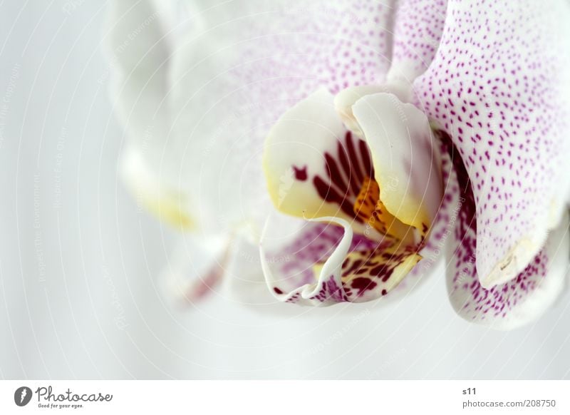 Beauty Pflanze Sommer Blume Blüte exotisch Orchidee ästhetisch Duft frisch schön modern natürlich gelb violett rosa weiß Gefühle Glück phalaenopsis Stempel