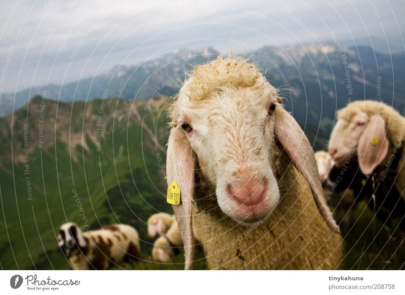 Was guckst du?! Ausflug Sommer Berge u. Gebirge Landschaft Tier Alpen Allgäu Wolle Nutztier Tiergesicht Schaf Herde Blick natürlich Neugier Tierliebe Natur