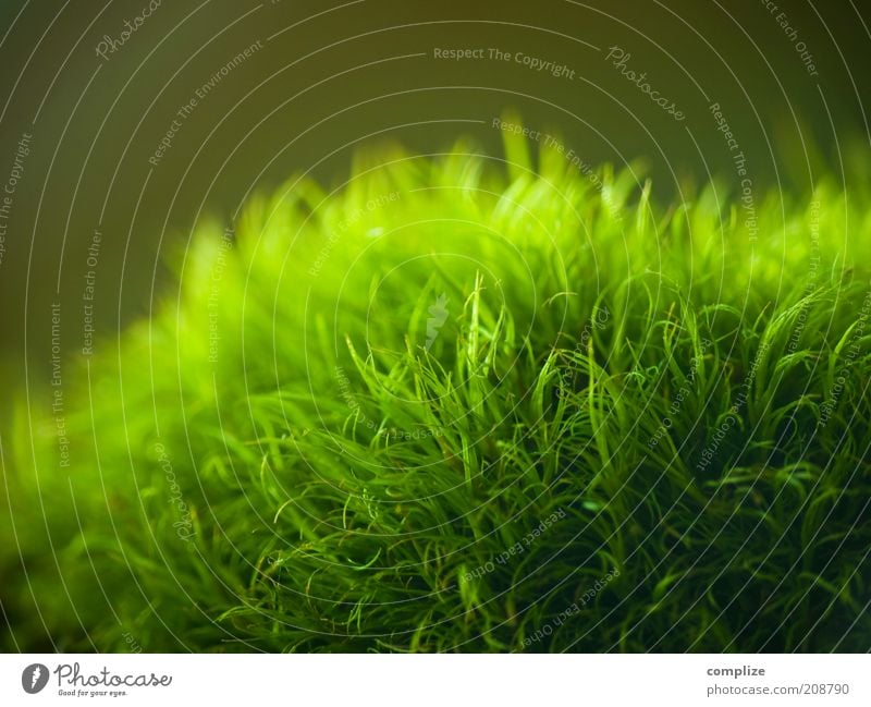 nix los Umwelt Natur Pflanze Wasser Grünpflanze exotisch genießen Wärme weich grün Umweltschutz Moos Moosteppich Farbfoto Makroaufnahme Strukturen & Formen