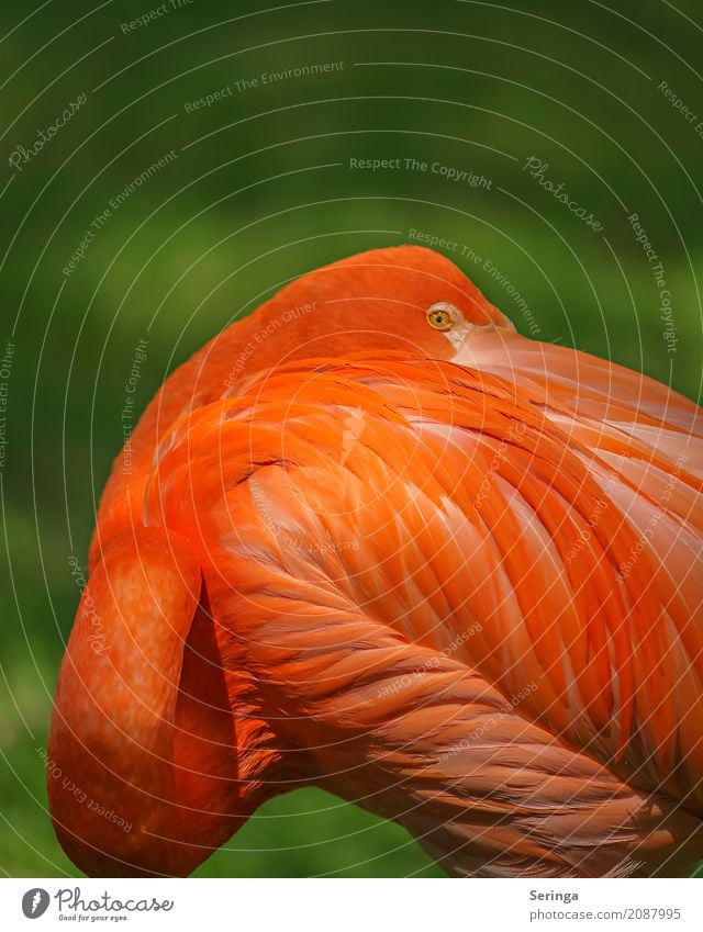 Schulterblick Tier Wildtier Vogel Flamingo Tiergesicht Flügel 1 Blick orange orange-rot leuchten leuchtende Farben Auge Metallfeder Farbfoto mehrfarbig