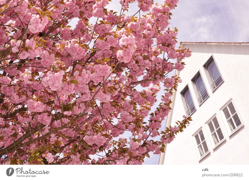 rosa Kirschblüte vor weißem Haus Umwelt Natur Pflanze Himmel Frühling Schönes Wetter Baum Blüte Menschenleer Bauwerk Architektur Mauer Wand Fassade Fenster Dach