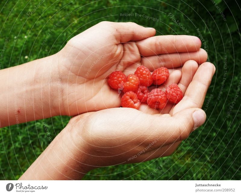 Lauter kleine Gordons Lebensmittel Frucht Himbeeren Bioprodukte Vegetarische Ernährung Diät Hand Finger Natur Sommer Nutzpflanze festhalten saftig süß rot